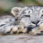 leopardo de las nieves