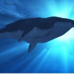todo sobre las ballenas