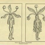 mandragora planta brujeria