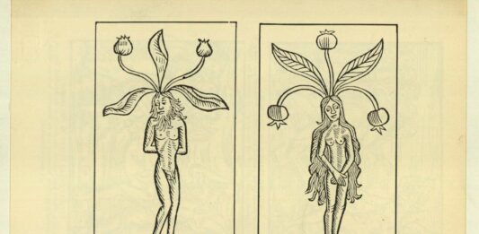 Mandrágora, la planta de las brujas | De la mitología a la ciencia mandragora planta brujeria