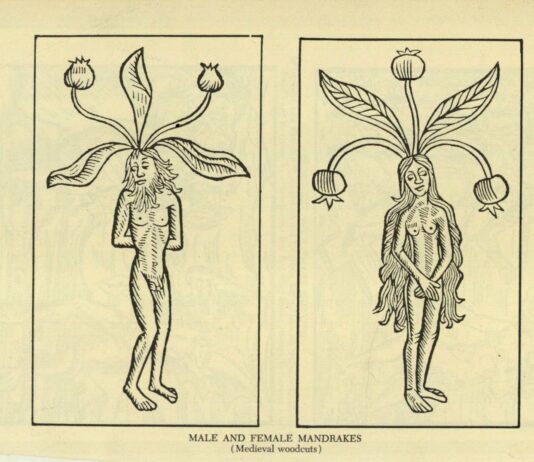 Mandrágora, la planta de las brujas | De la mitología a la ciencia mandragora planta brujeria