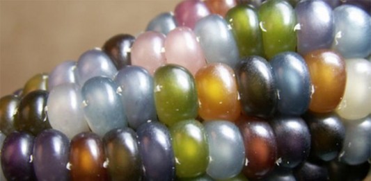 ¡Lo creas o no esto es MAÍZ! ¡Increíble! ¡Lo creas o no esto es MAÍZ! ¡Increíble!, maíz gema