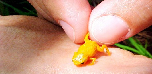 Conoce a las adorables mini ranas