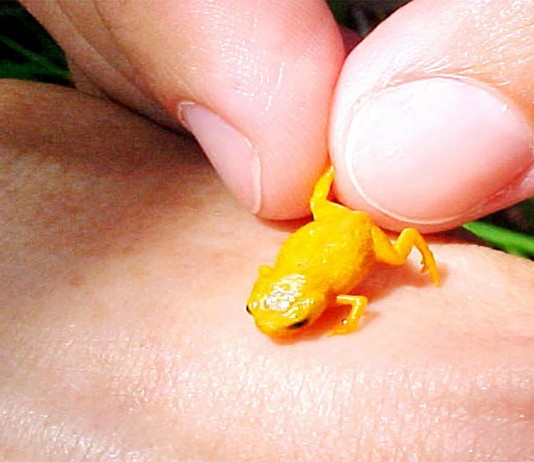 Conoce a las adorables mini ranas Conoce a las adorables mini ranas