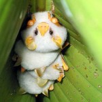 Descubre a los adorables murciélagos blancos