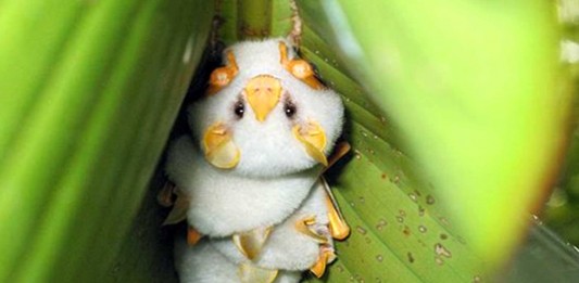 Descubre a los adorables murciélagos blancos Descubre a los adorables murciélagos blancos