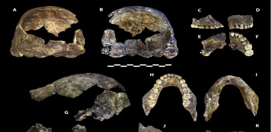 ¿Qué hubo entre nosotros y el australopitecus? ¿Qué hubo entre nosotros y el australopitecus?