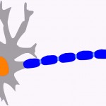 neuronas