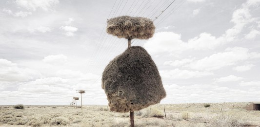 Las asombrosas creaciones del pájaro tejedor