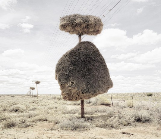 Las asombrosas creaciones del pájaro tejedor
