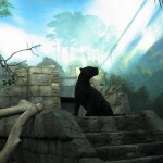 El misterio de los Alien Big Cats de los bosques de Inglaterra