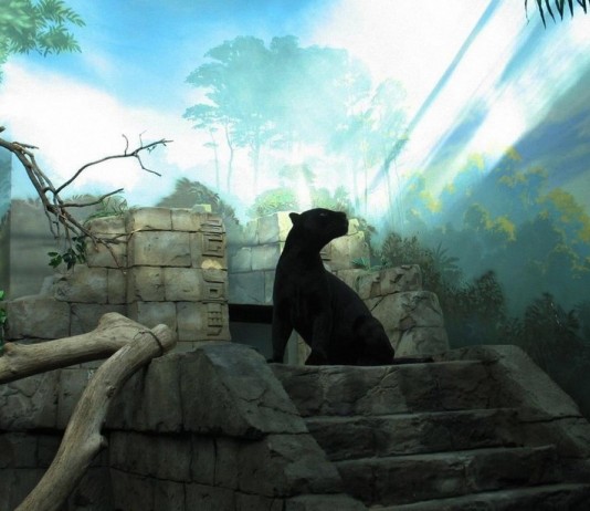 El misterio de los Alien Big Cats de los bosques de Inglaterra