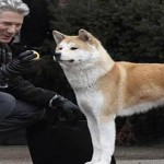 Akita, el distinguido y fiel perro japonés