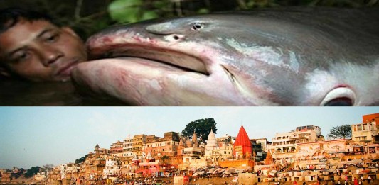 ¿Te atreves a conocer al pez necrófago de la India?