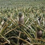 piñas planta