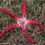 Clathrus archeri