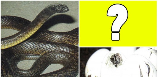 ¡Increíble! Serpiente es madre en cautividad ¡¡sin ningún macho!! ¡Increíble! Serpiente es madre en cautividad ¡¡sin ningún macho!!