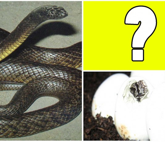 ¡Increíble! Serpiente es madre en cautividad ¡¡sin ningún macho!!