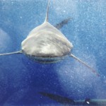 tiburón