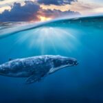 curiosidades de las ballenas