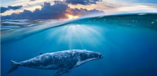 curiosidades de las ballenas