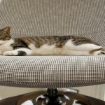 5 cosas que solo sabemos los que tenemos gato