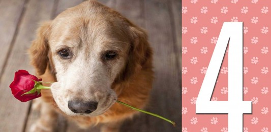 4 signos de que tu perro te quiere muchísimo