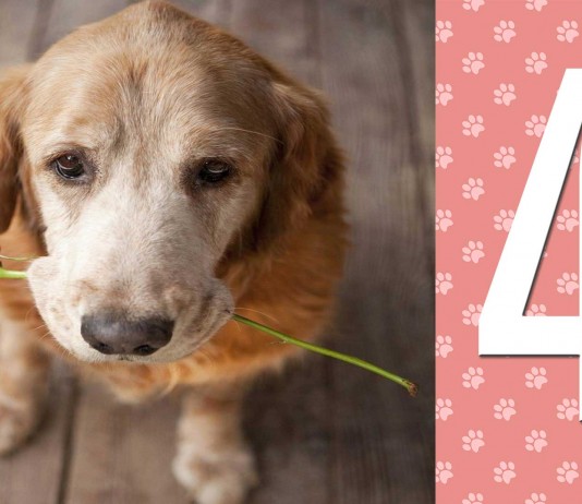 4 signos de que tu perro te quiere muchísimo