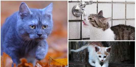 ¿A dónde va tu gato? ¡Científicos responden!