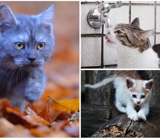 ¿A dónde va tu gato? ¡Científicos responden! ¿A dónde va tu gato? ¡Científicos responden!