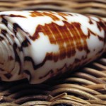 El caracol cono ¿muerte curativa