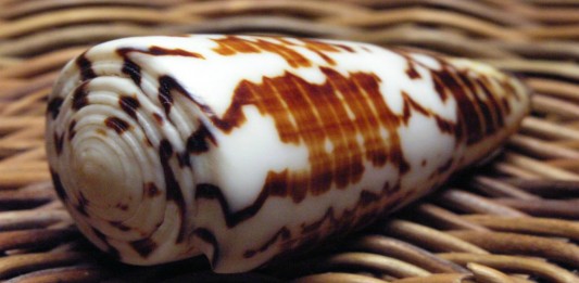 El caracol cono ¿muerte curativa