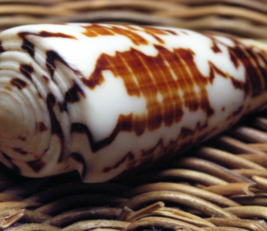 El caracol cono ¿muerte curativa