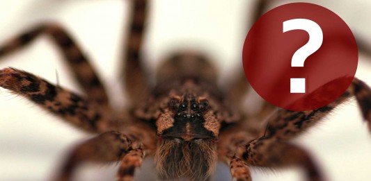 6 mitos arácnidos MÁS que NO vale la pena creer