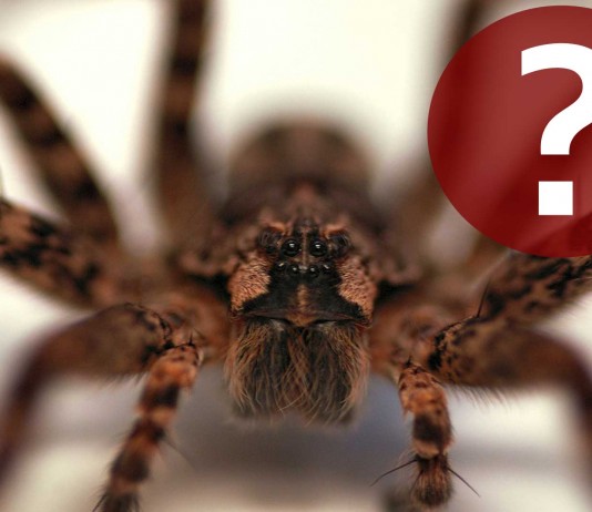 6 mitos arácnidos MÁS que NO vale la pena creer