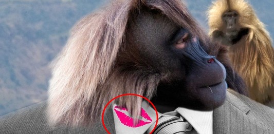 ¡Los monos también ocultan infidelidades! ¡Los monos también ocultan infidelidades!