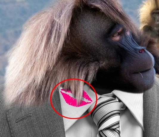 ¡Los monos también ocultan infidelidades!