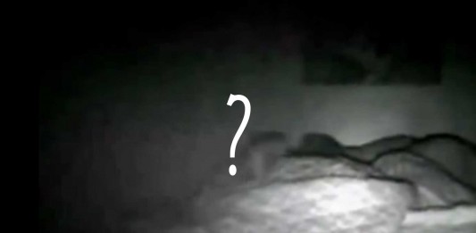 ¡¿Qué es eso trepando a su cama?! ¡¿Qué es eso trepando a su cama?!