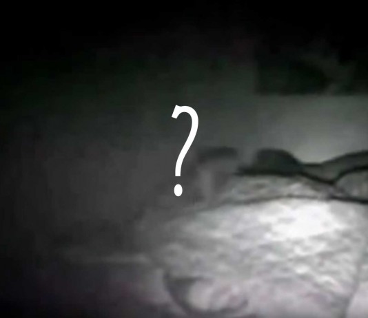 ¡¿Qué es eso trepando a su cama?! ¡¿Qué es eso trepando a su cama?!