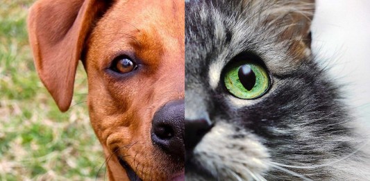 TEST: ¿Eres más felino o canino?