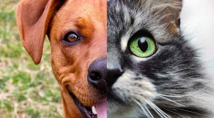 TEST: ¿Eres más felino o canino?