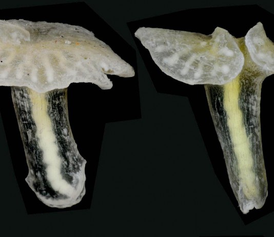 Encontrado un ser vivo... ¡Inclasificable!