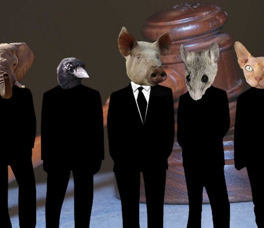 Animales a juicio: ¡los casos más delirantes! Quién "hizo el dedo" por primera vez y ¡MÁS gestos!