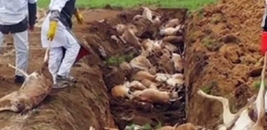 Extraña muerte masiva y repentina de antílopes en Kazajistán Extraña muerte masiva y repentina de antílopes en Kazajistán