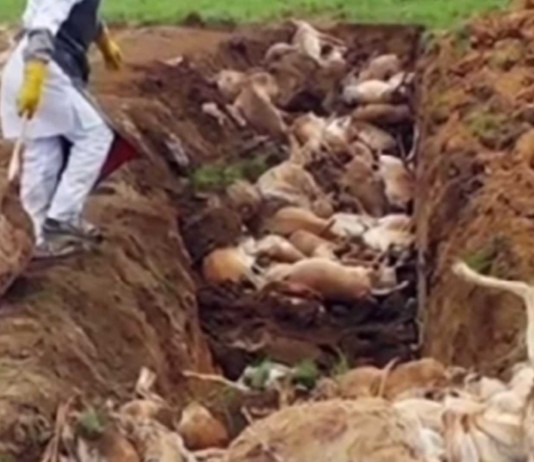 Extraña muerte masiva y repentina de antílopes en Kazajistán Extraña muerte masiva y repentina de antílopes en Kazajistán