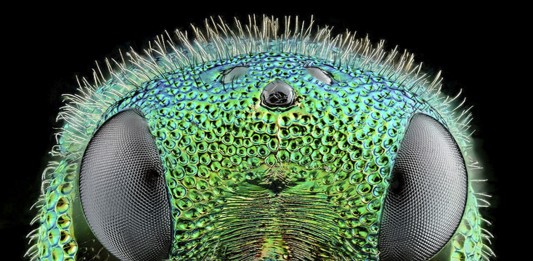 Esta criatura se come a las cucarachas, ¡pero antes las desinfecta! Esta criatura se come a las cucarachas, ¡pero antes las desinfecta!