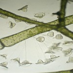 bacteria