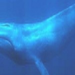 ballena azul