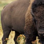 búfalo