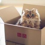 5 cosas que solo sabemos los que tenemos gato